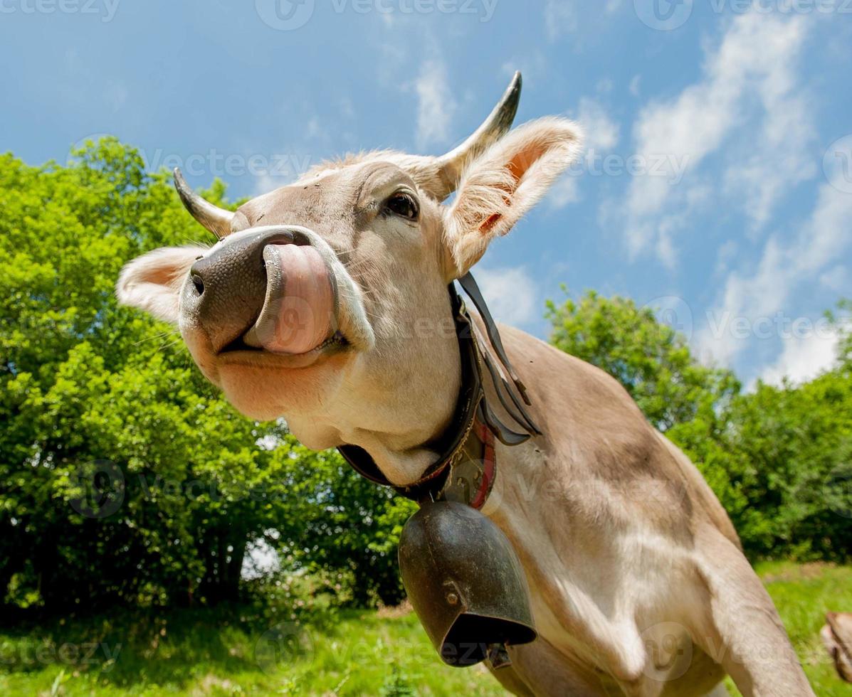 vaca pastando en el pasto foto