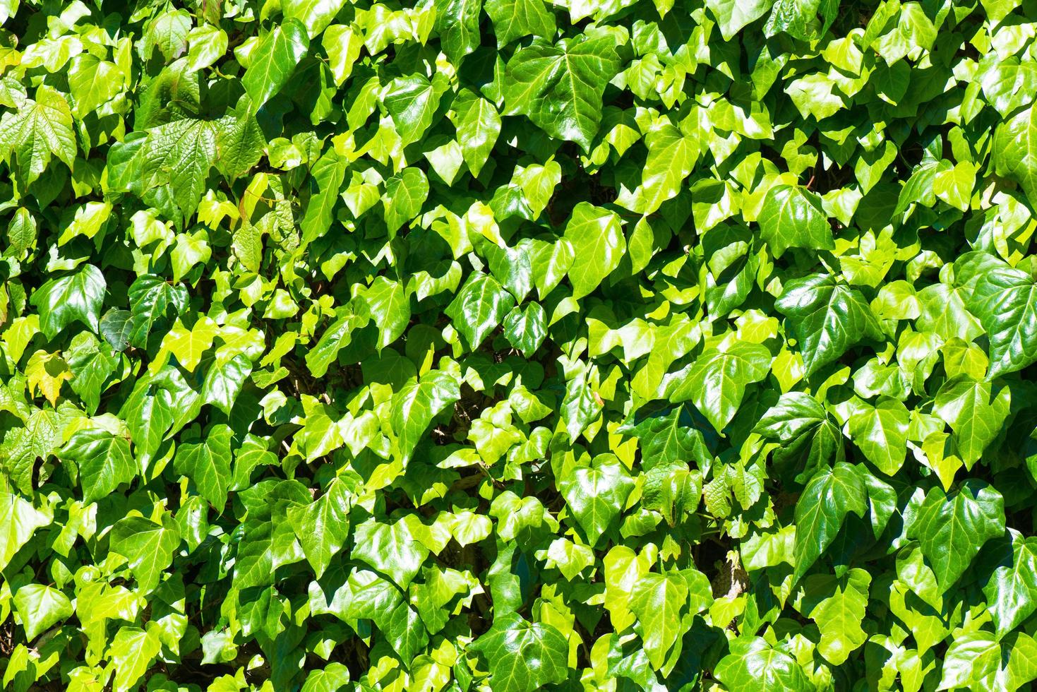 fondo de hojas de hiedra foto