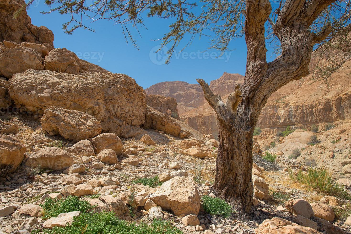 oasis en el desierto de en gedi en la costa occidental del mar muerto en israel foto