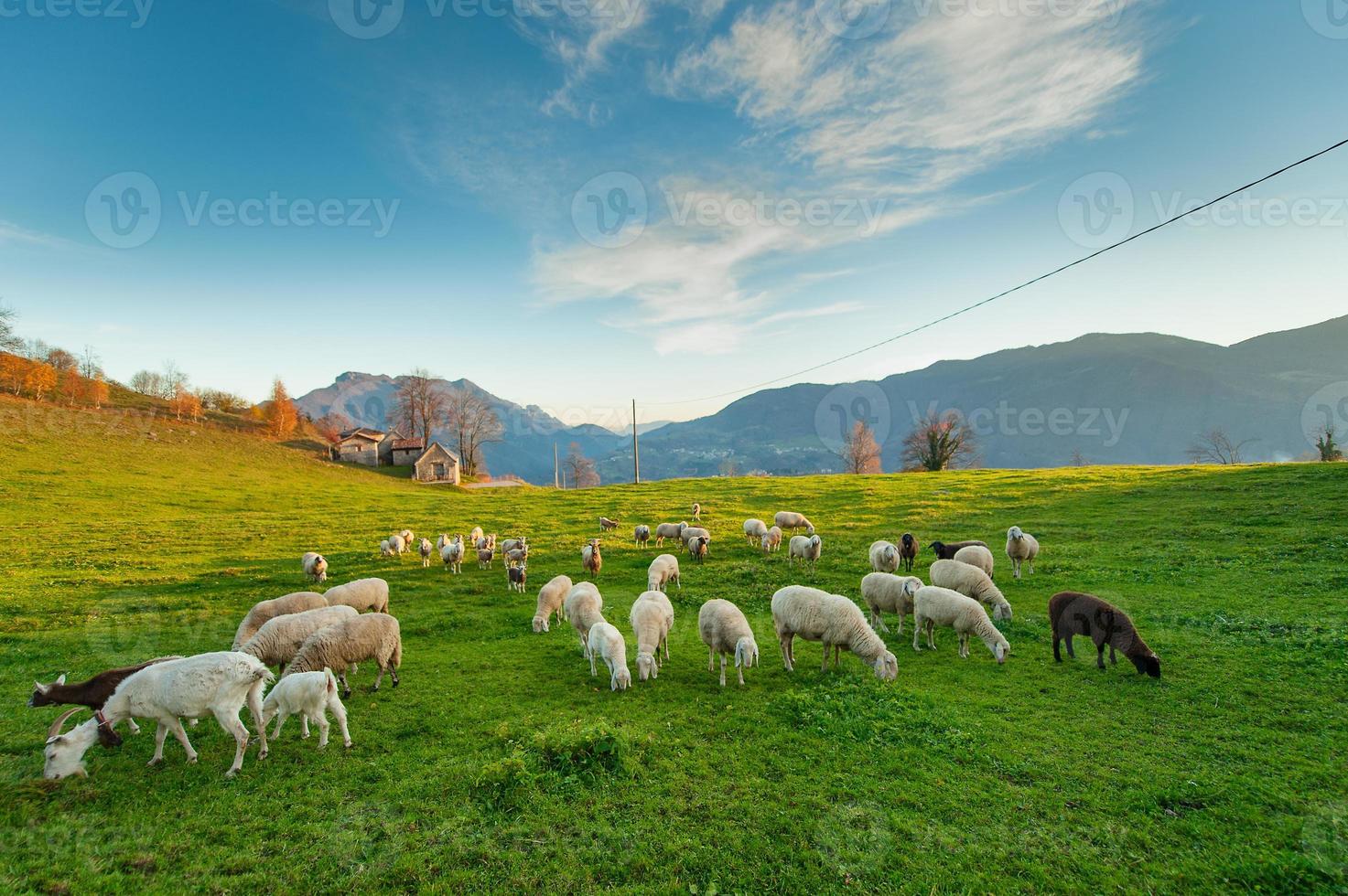 Sheep grazing on the Italian Alps photo