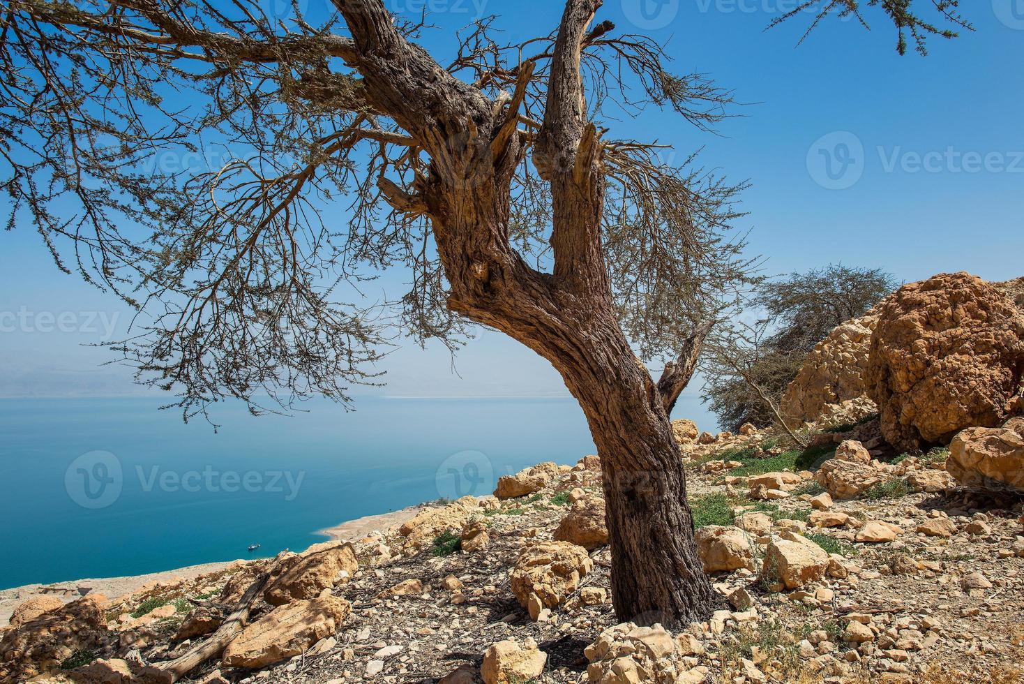 oasis en el desierto de en gedi en la costa occidental del mar muerto en israel foto