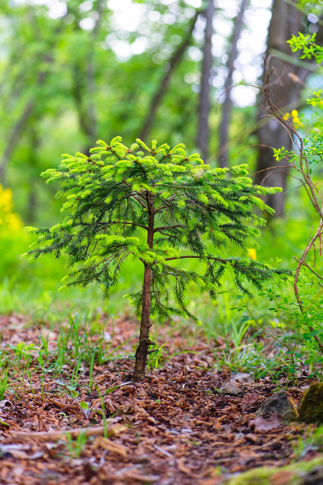 Small pine tree begins to grow 6343199 Stock Photo at Vecteezy