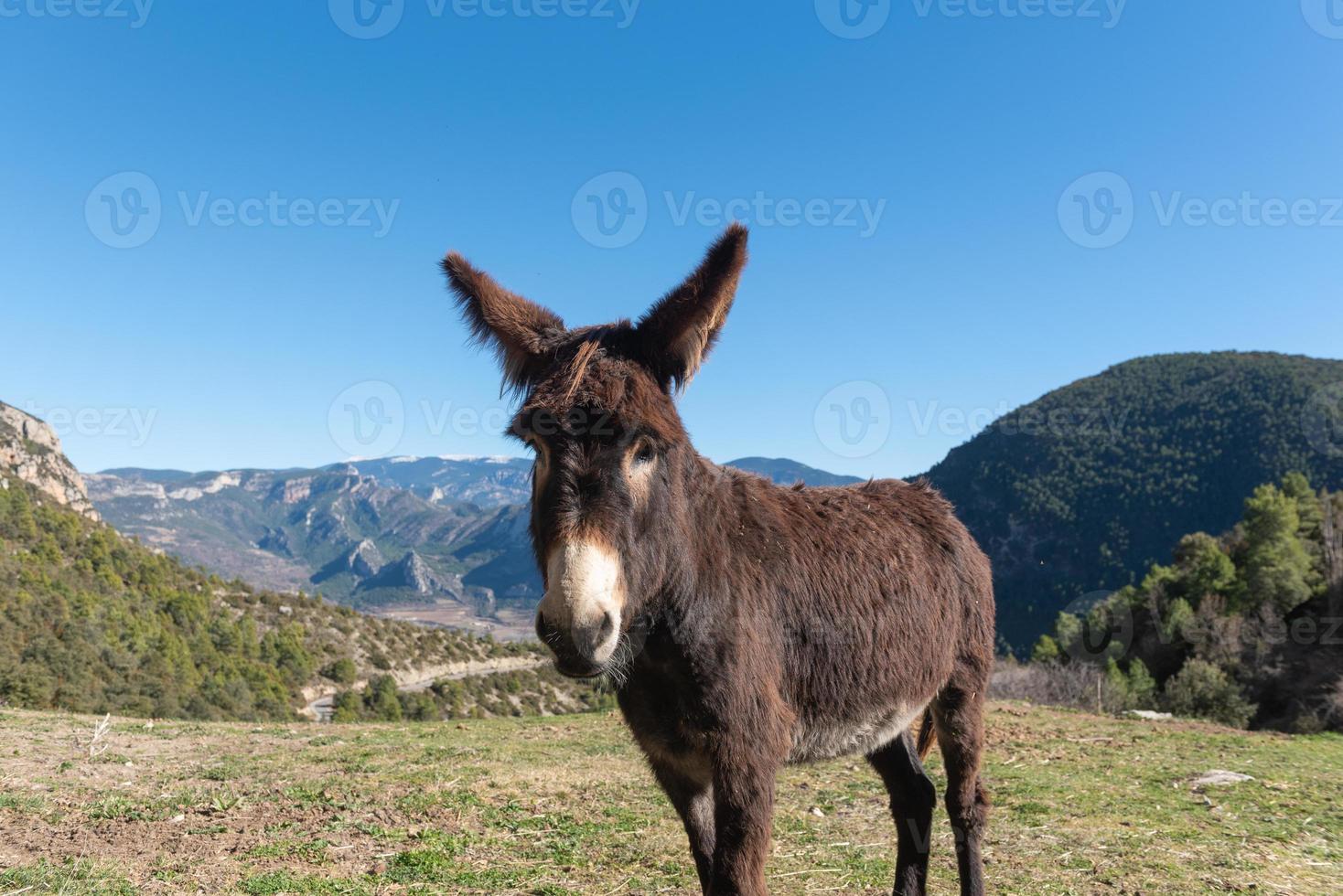 Catalan donkeys in the Pyrenees in Spain photo