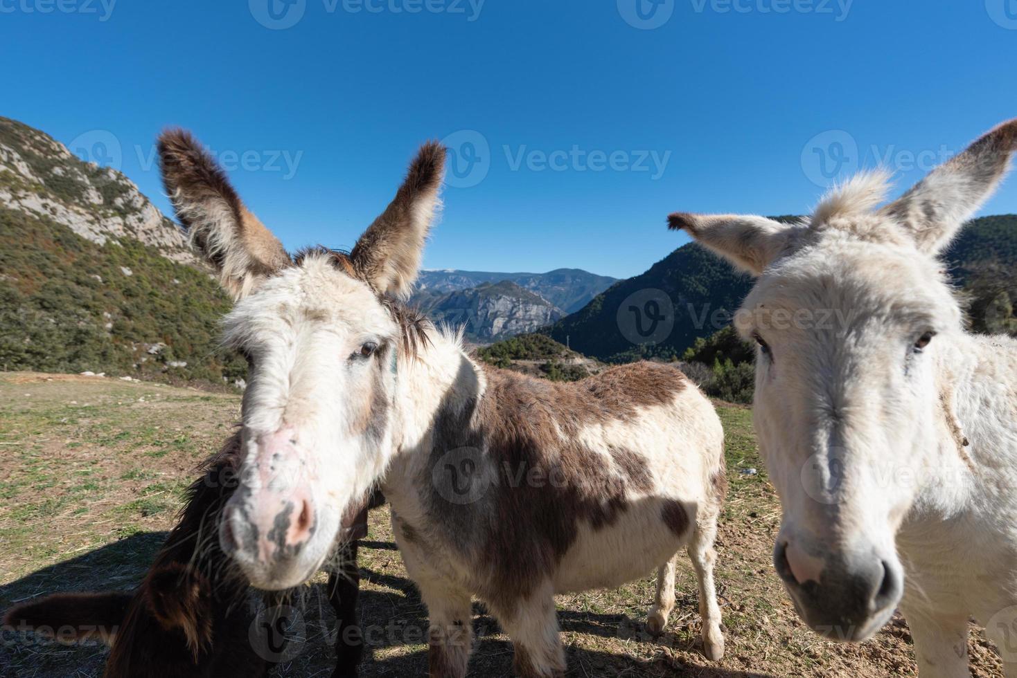 Catalan donkeys in the Pyrenees in Spain photo