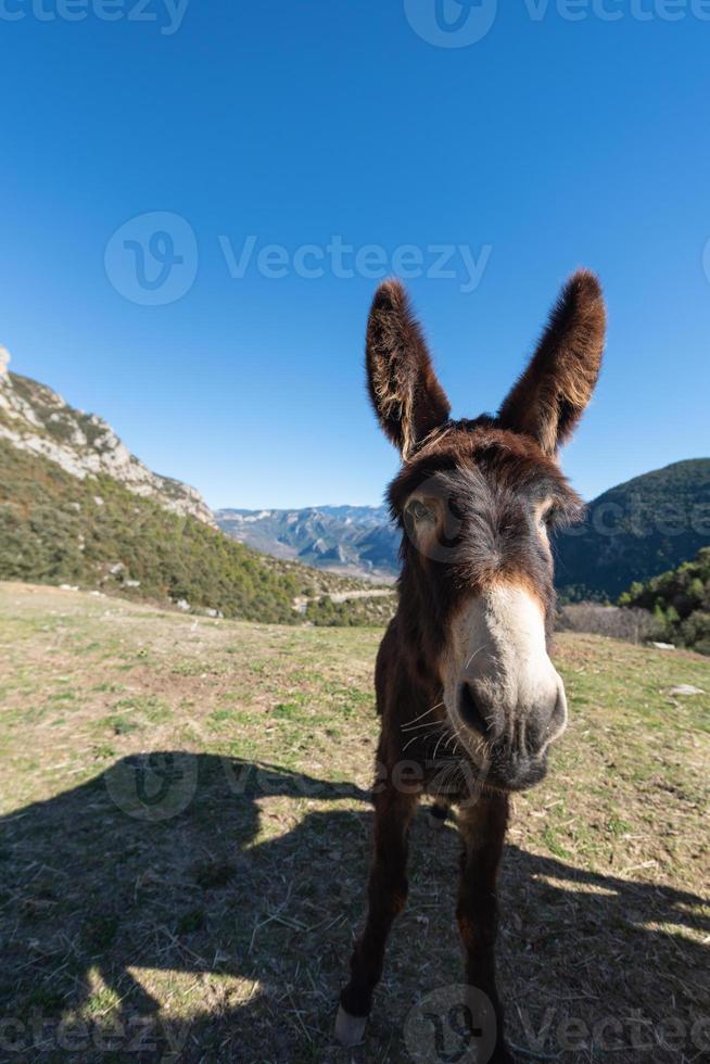 Catalan donkeys in the Pyrenees in Spain photo