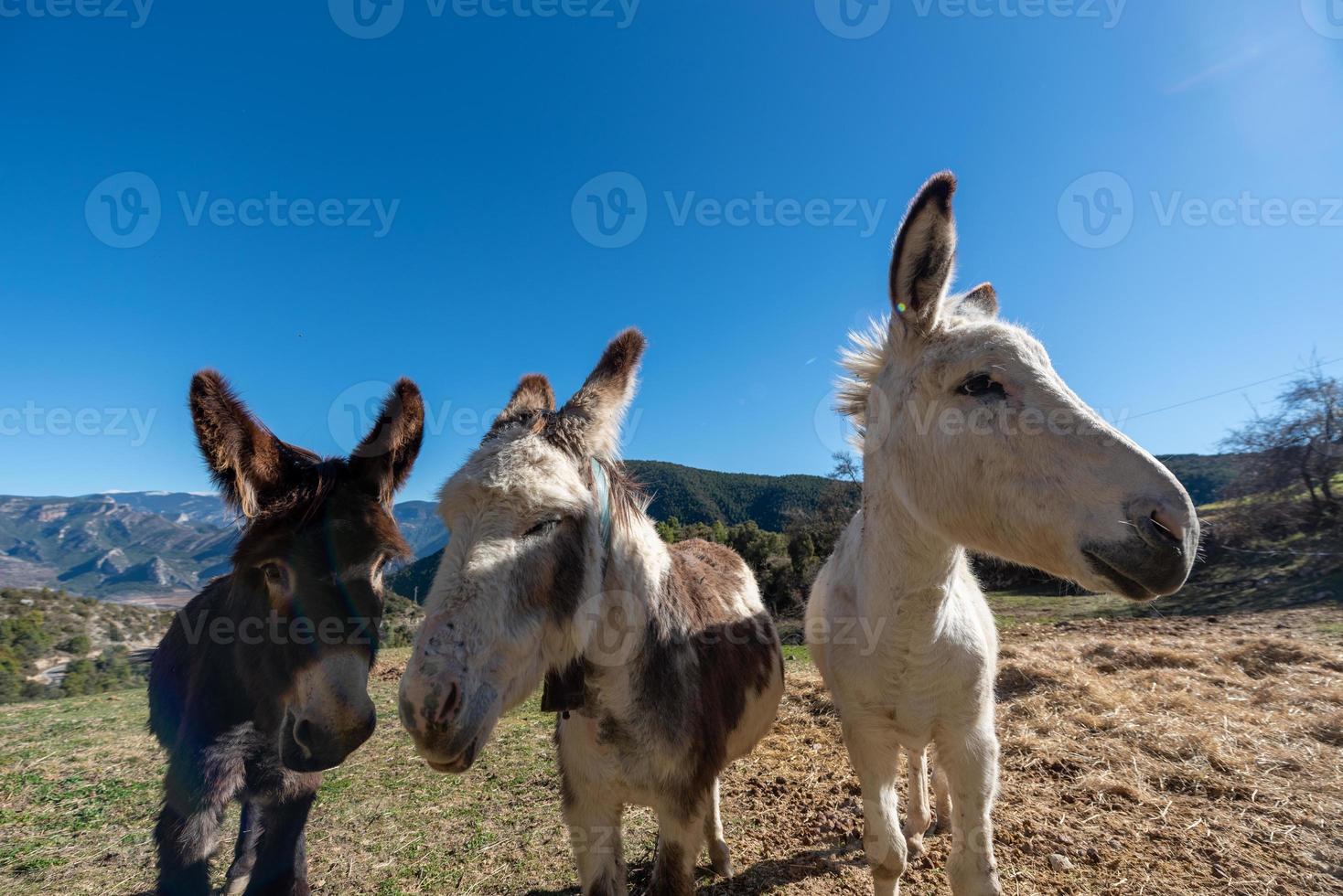 Catalan donkeys in the Pyrenees in Spain photo