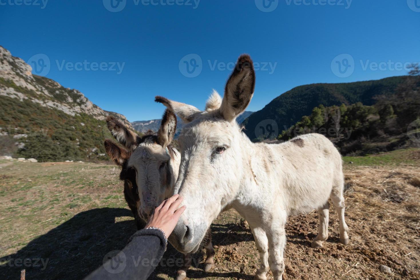 Catalan donkeys in the Pyrenees in Spain photo