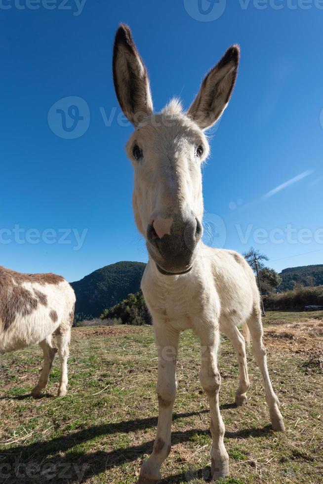 Catalan donkeys in the Pyrenees in Spain photo