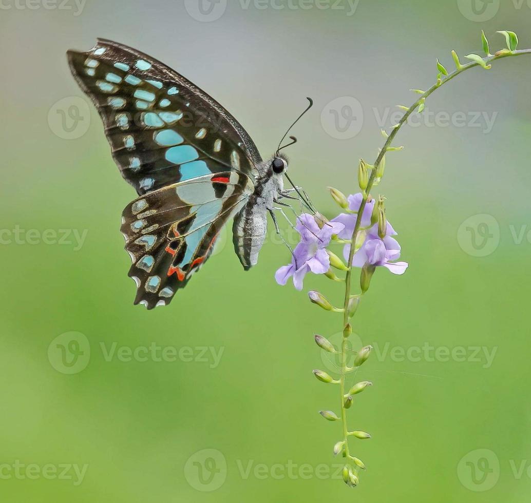 graphium doson, el arrendajo común, mariposa papilionida tropical. foto