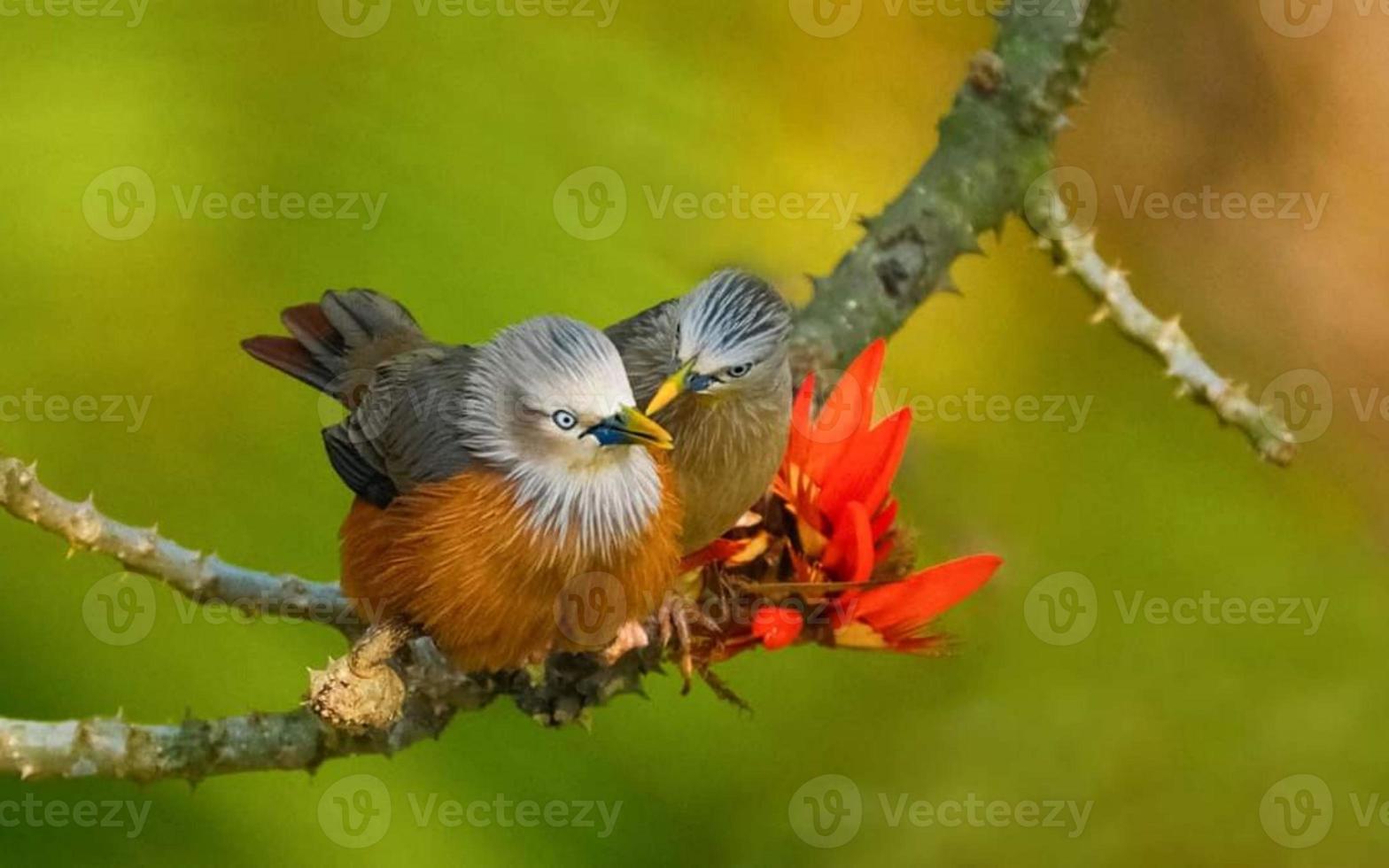 chestnut-tailed starling, grey-headed starling and grey-headed myna sitting on a branch photo