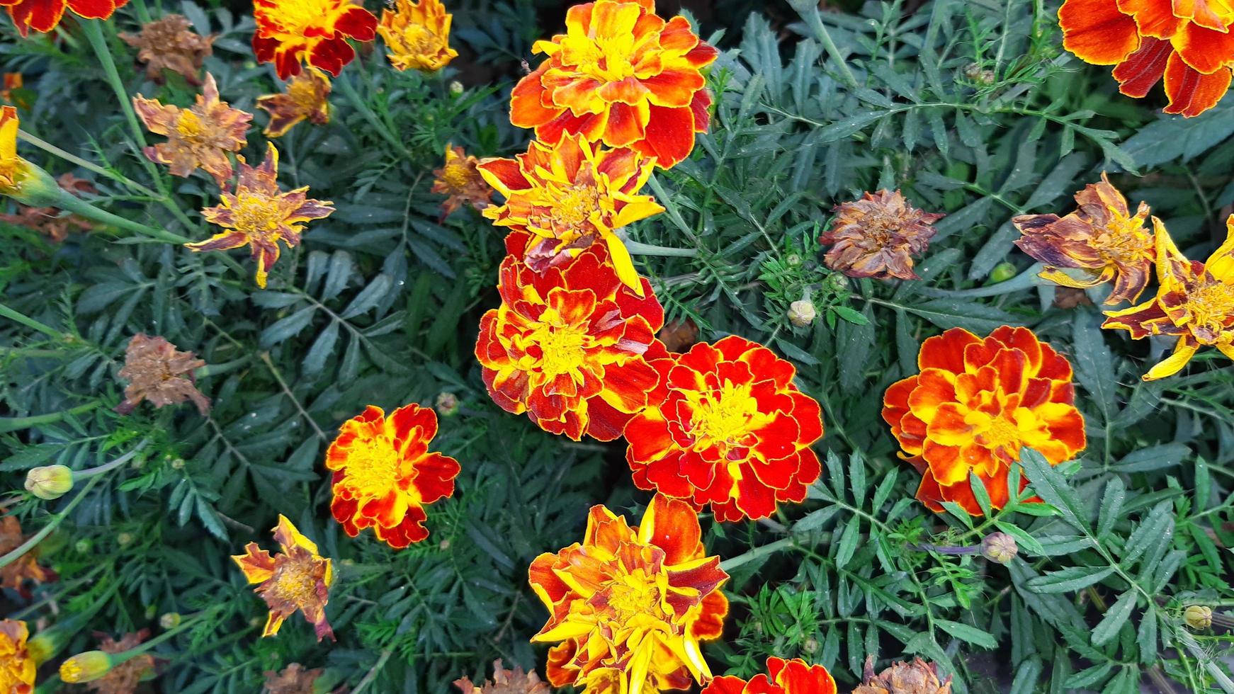 tagetes erecta, la caléndula azteca, caléndula mexicana, caléndula grande, floreciendo en el jardín foto