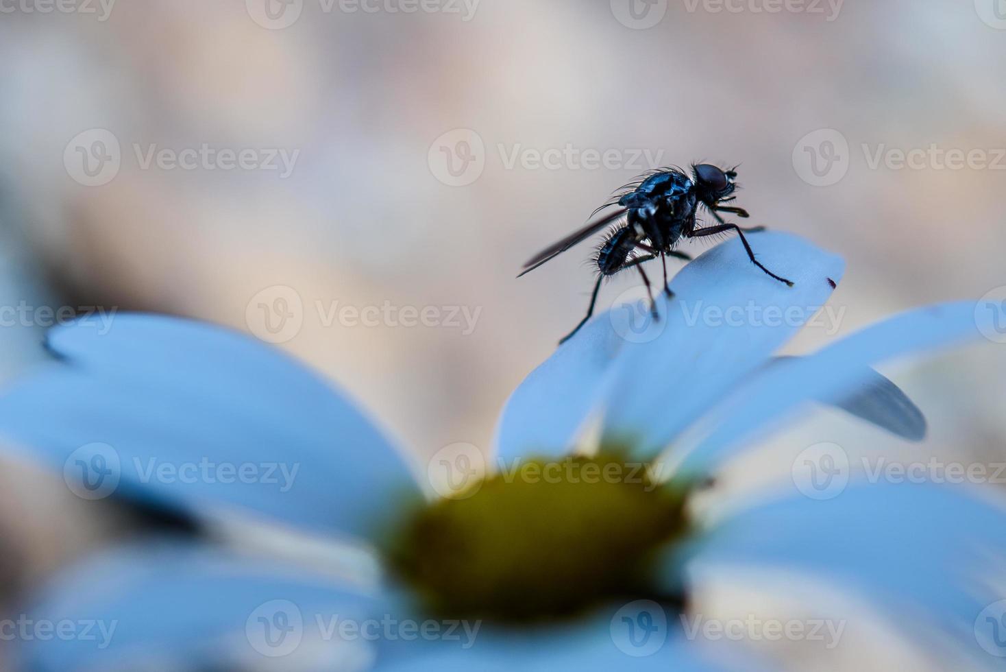 Fly silhouettes above the blue petals of a flower photo