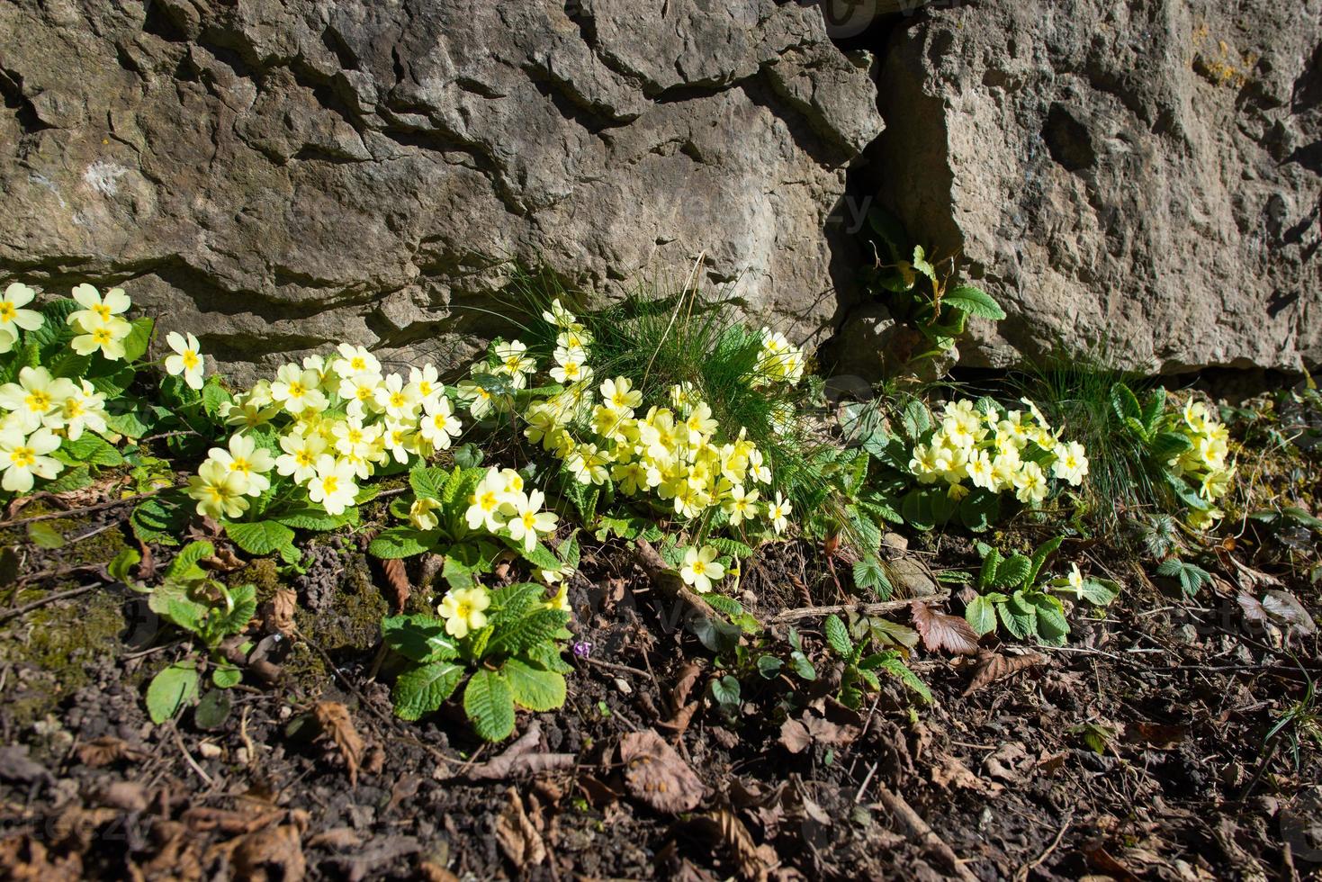 Spring blossoms between the stones with primroses photo