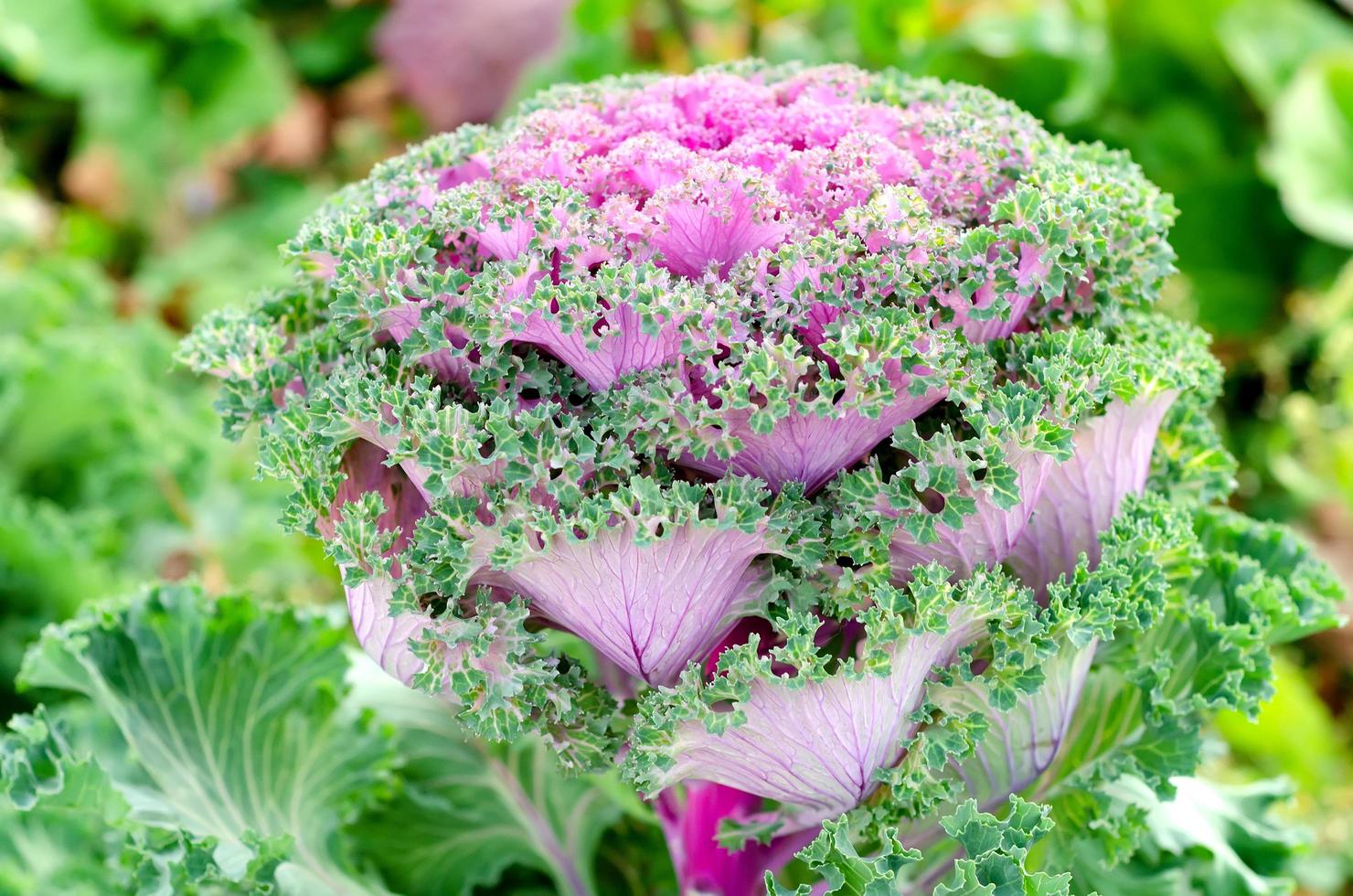 decorative cabbage in the garden, close up. photo