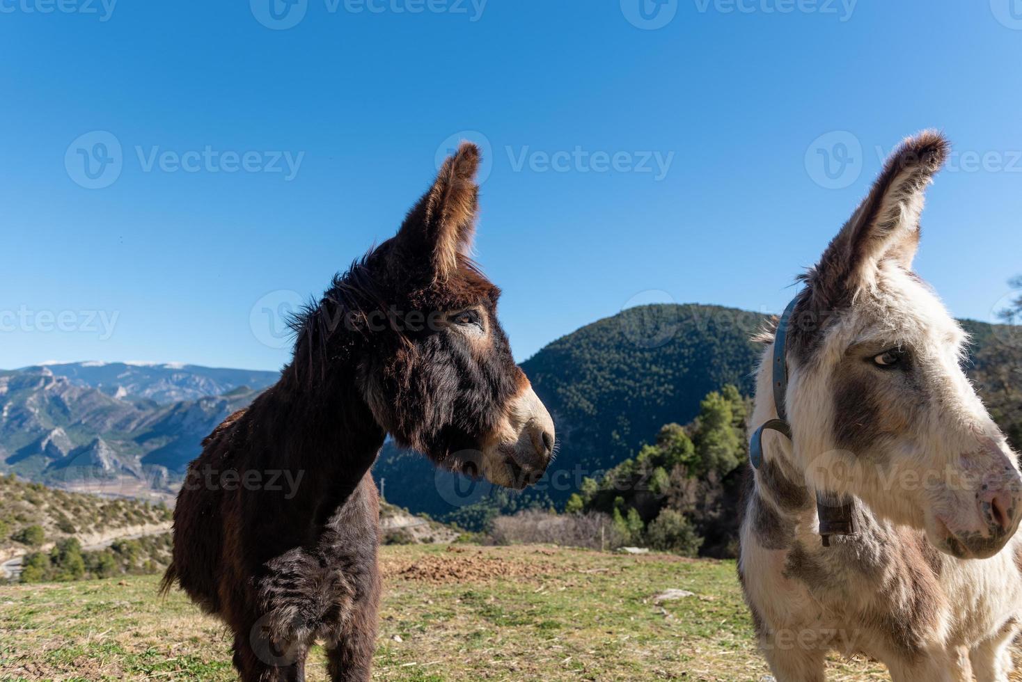 Catalan donkeys in the Pyrenees in Spain photo