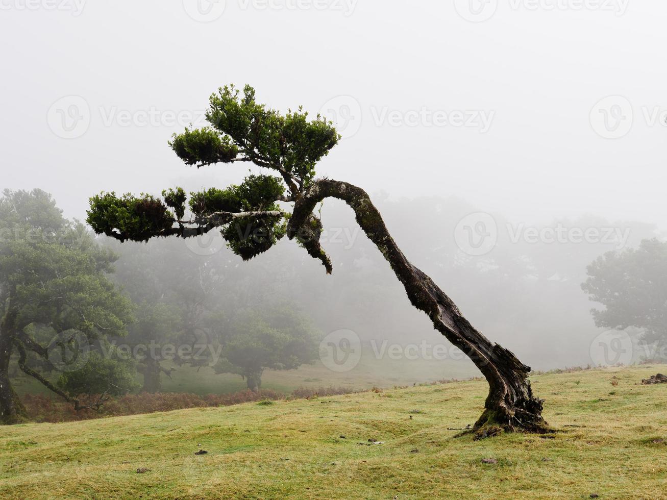 Magical foggy forest and laurel trees with unusual shapes caused by harsh wind and environment. Travel the world. Strong winds, clouds and fog. Fairy tale place. Laurisilva of Madeira UNESCO Portugal. photo