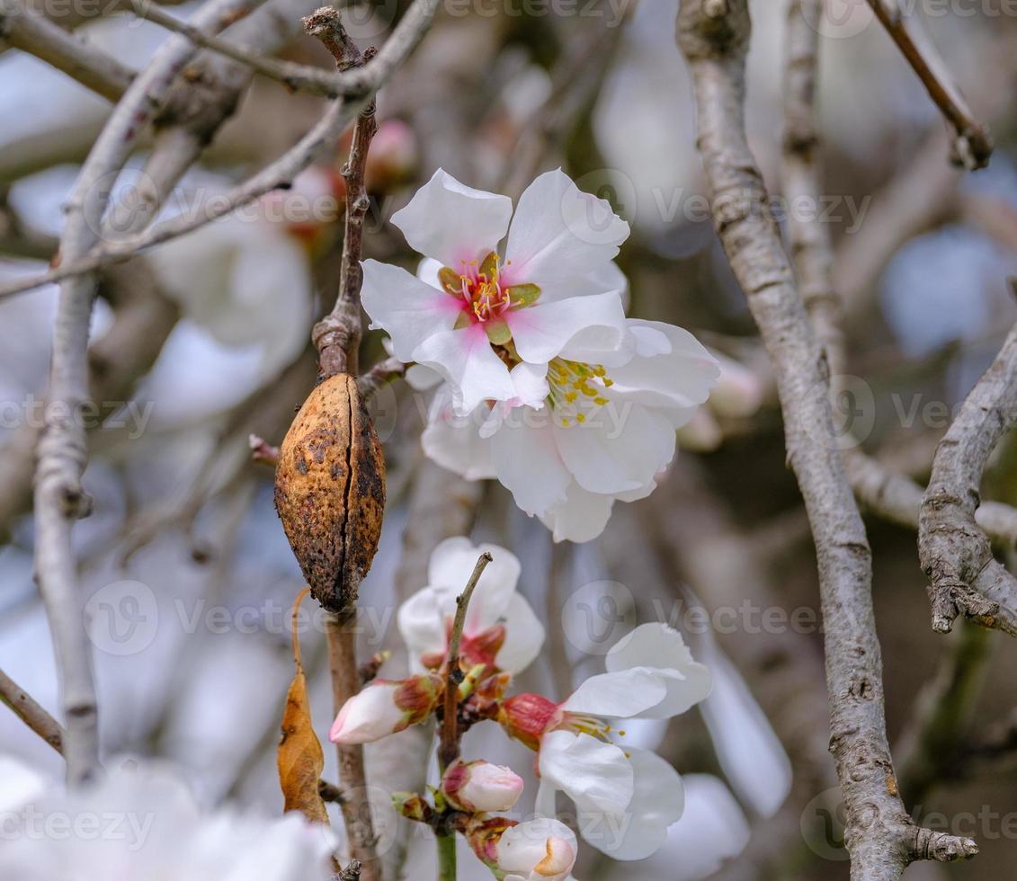 Almond tree twig with pink-white blossoms and nut shell. Spring arrival scene. photo