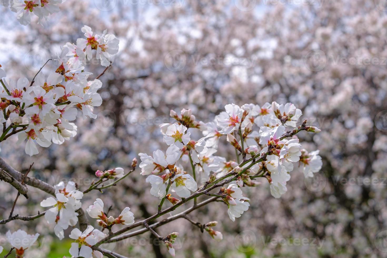 Almond tree twigs with pink-white blossoms. Spring arrival scene. photo