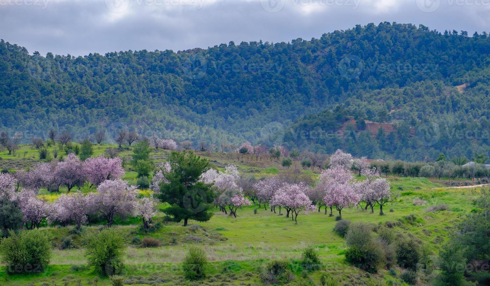 Colorful meadow and almond trees with pink-white blossoms in the distance in early spring in Cyprus photo