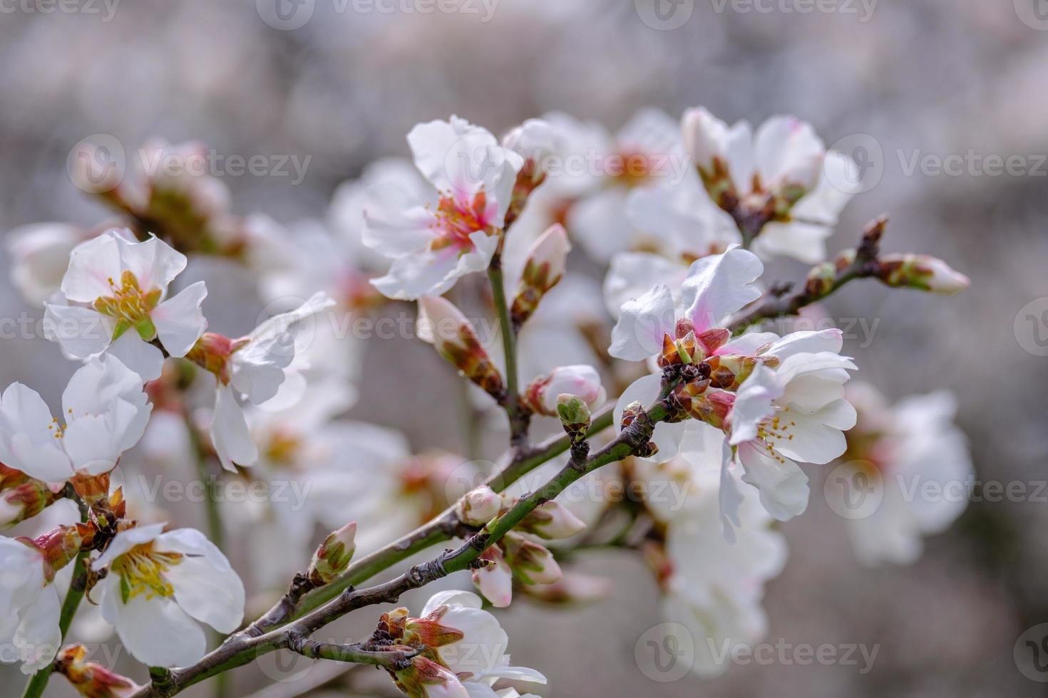 ramitas de almendro con flores de color rosa-blanco. escena de la llegada de la primavera. foto