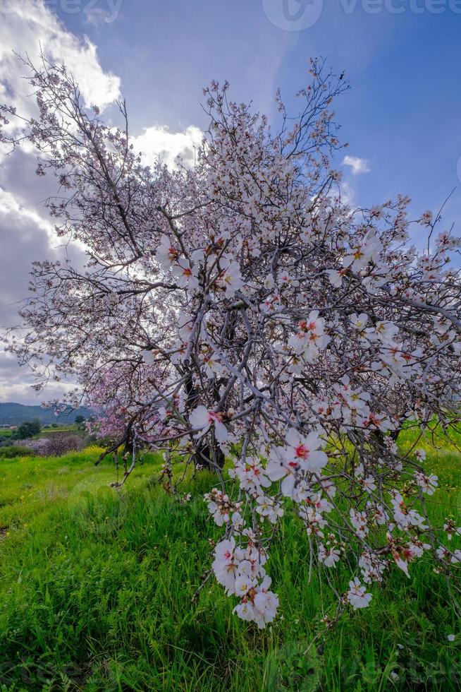 Almond tree with pink-white blossoms. Spring arrival scene. photo