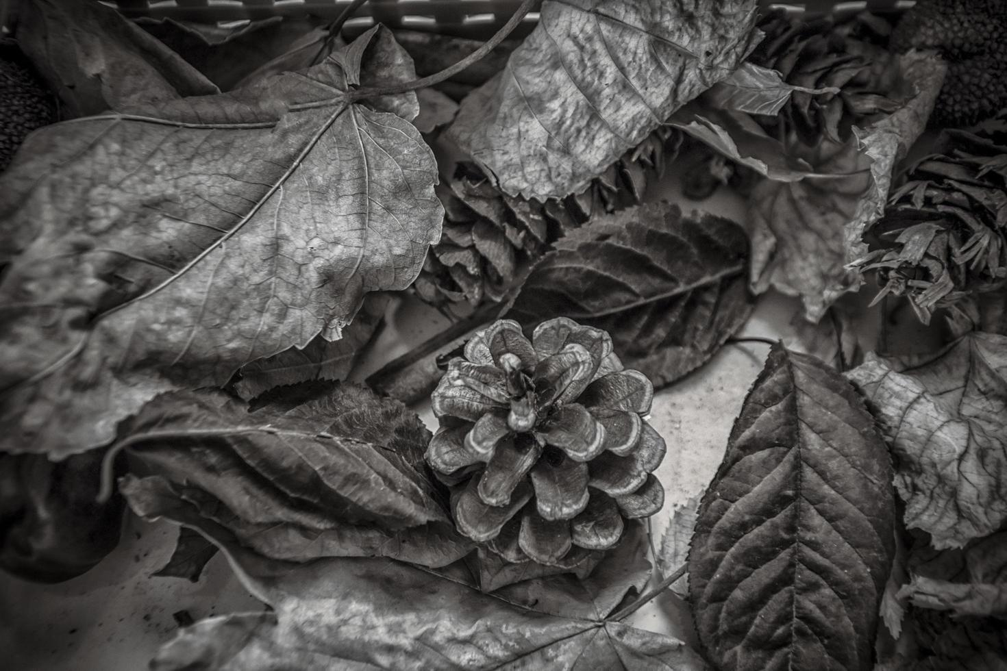 A black and white autumnal background with leaves and cones photo