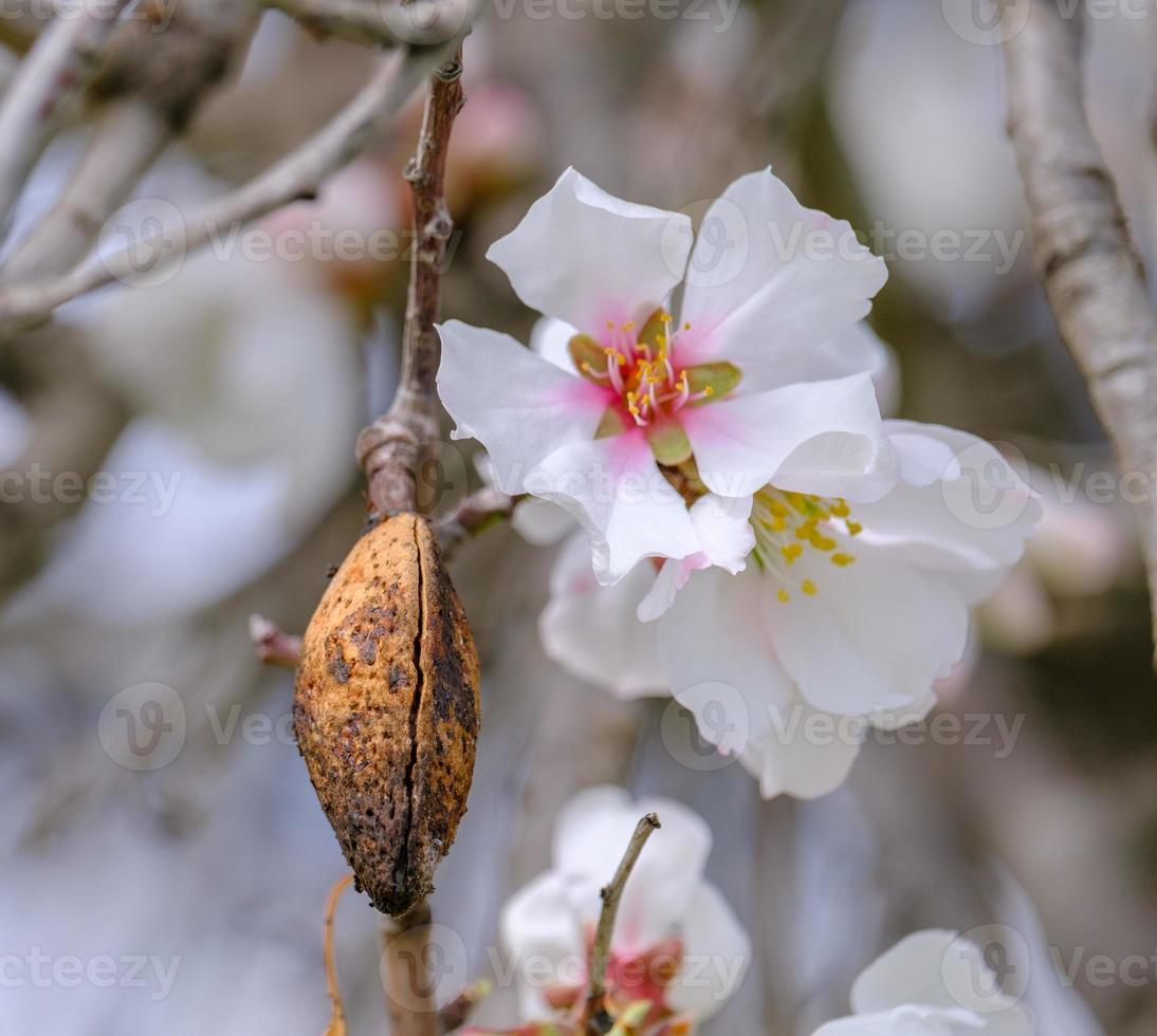 Almond tree twig with pink-white blossoms and nut shell. Spring arrival scene. photo