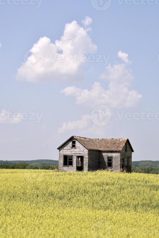 an abandoned house in a field of yellow canola photo