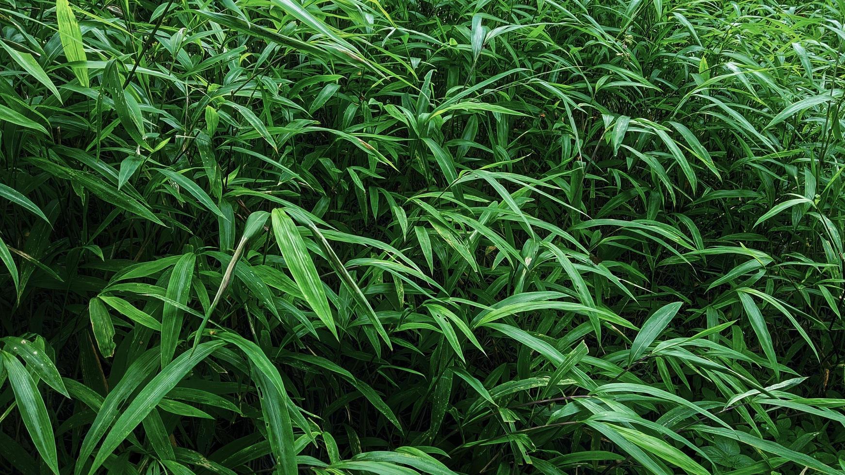 hierba verde salvaje. fondo de la naturaleza. foto