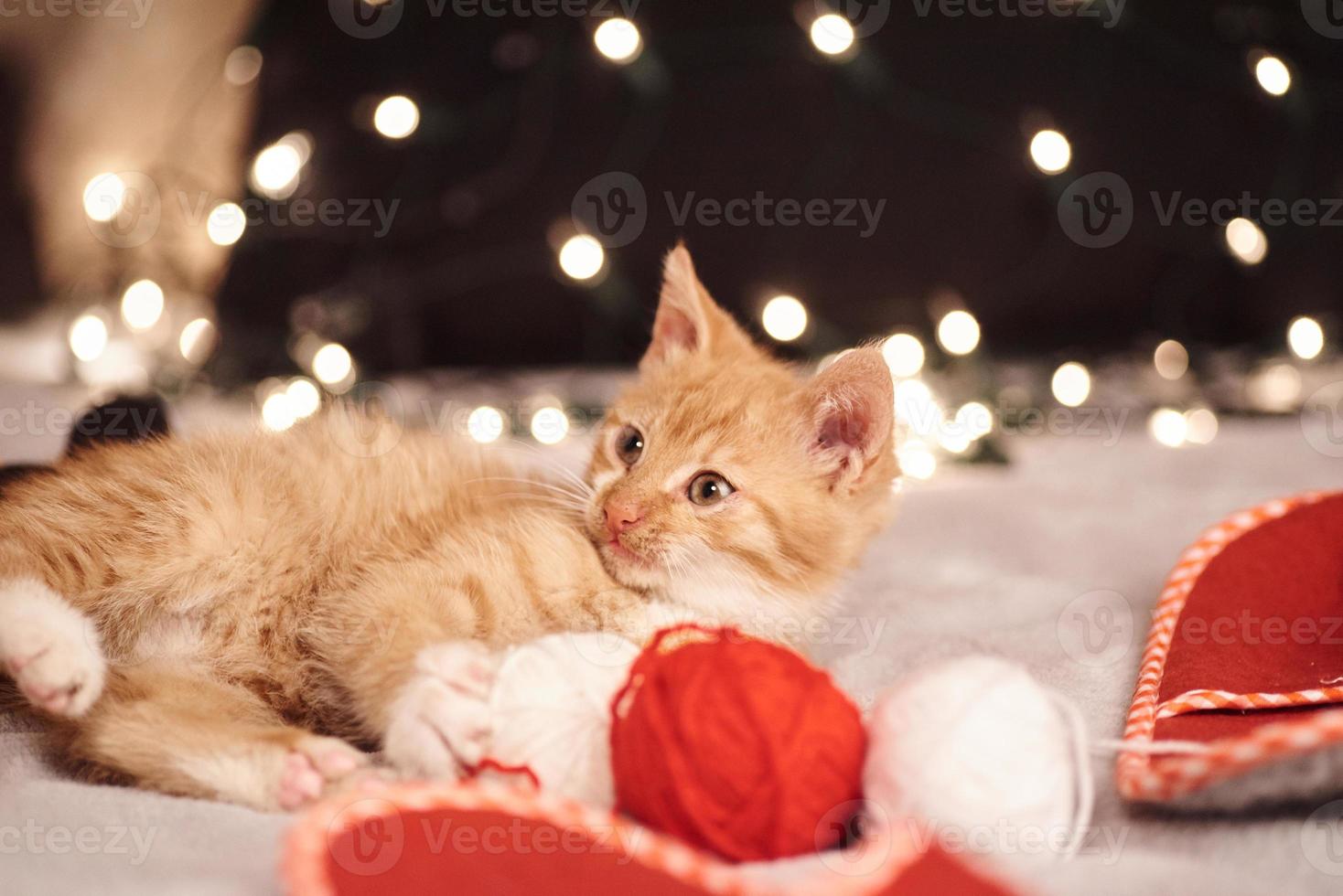 Christmas picture with a cute ginger cat of colorful lights on the background photo