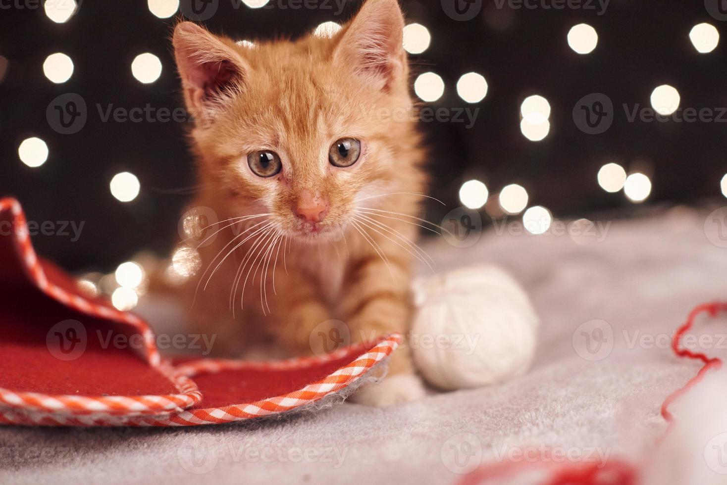 Christmas picture with a cute ginger cat of colorful lights on the background photo