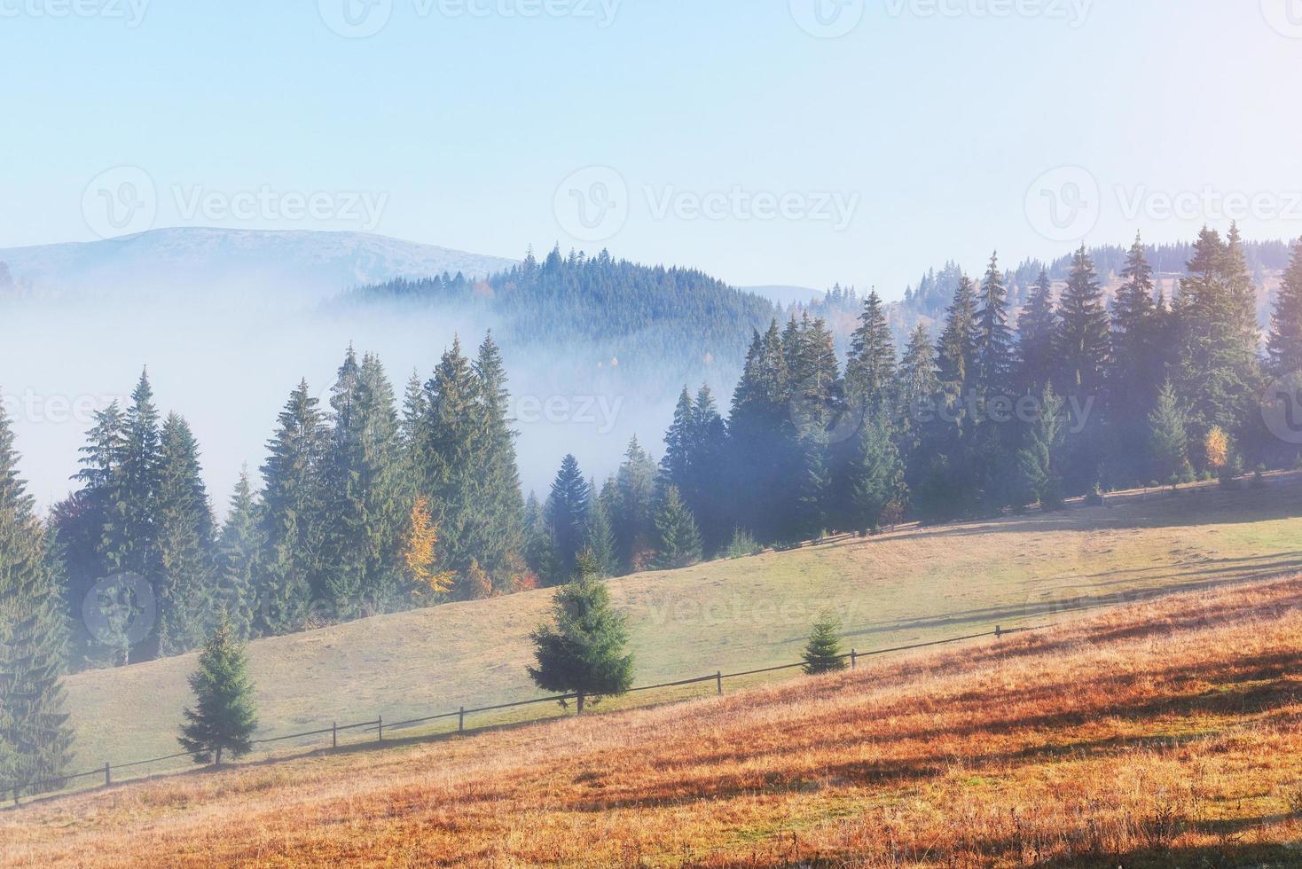 Beautiful morning fog and sunbeams on the mountain slope in the autumn pine forest photo