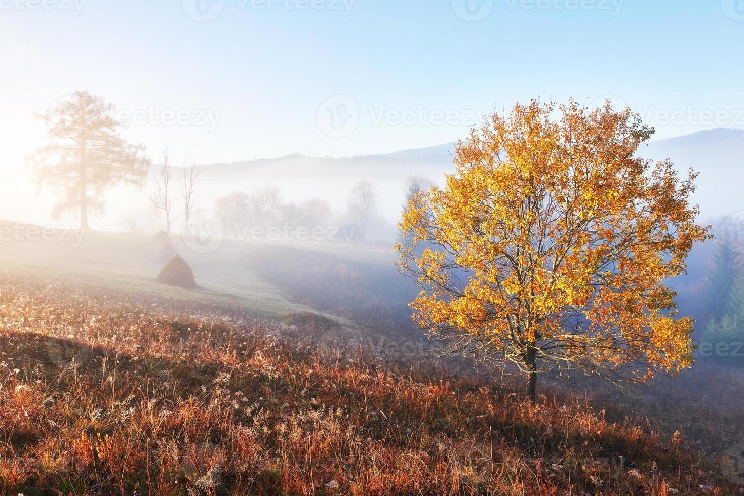 árbol brillante en la ladera de una colina con rayos soleados en el valle de la montaña cubierto de niebla. hermosa escena de la mañana. hojas de otoño rojas y amarillas. cárpatos, ucrania, europa. descubre el mundo de la belleza foto
