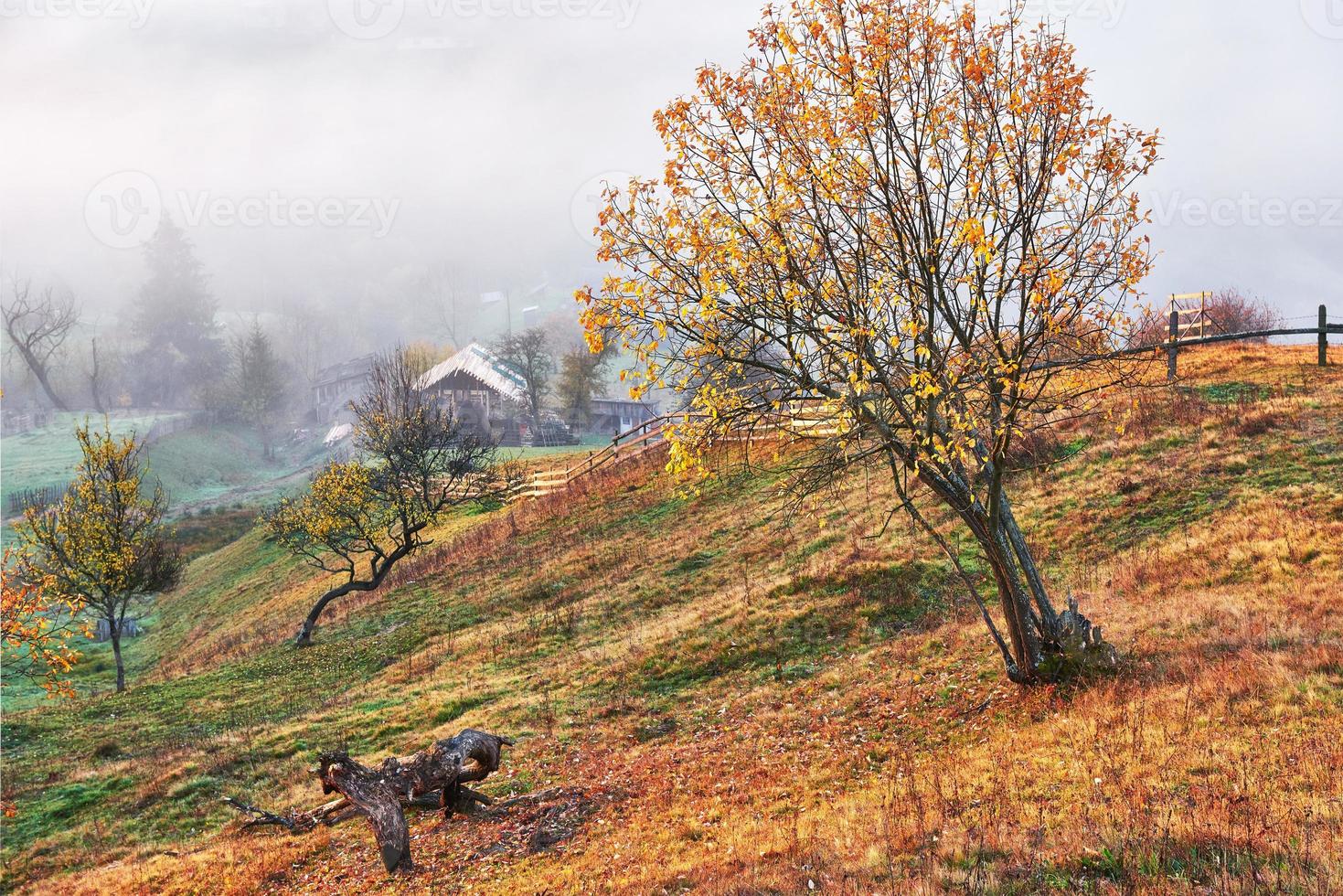 árbol brillante en la ladera de una colina con rayos soleados en el valle de la montaña cubierto de niebla. hermosa escena de la mañana. hojas de otoño rojas y amarillas. cárpatos, ucrania, europa. descubre el mundo de la belleza foto