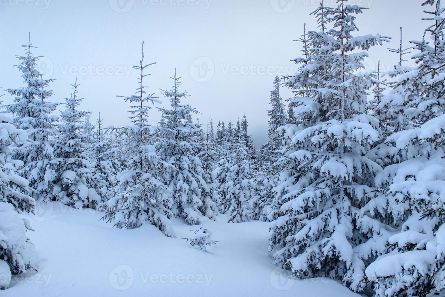 Frozen winter forest in the fog. Pine tree in nature covered with fresh snow Carpathian, Ukraine photo