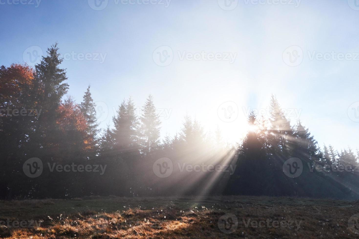 Beautiful morning fog and sunbeams in the autumn pine forest photo