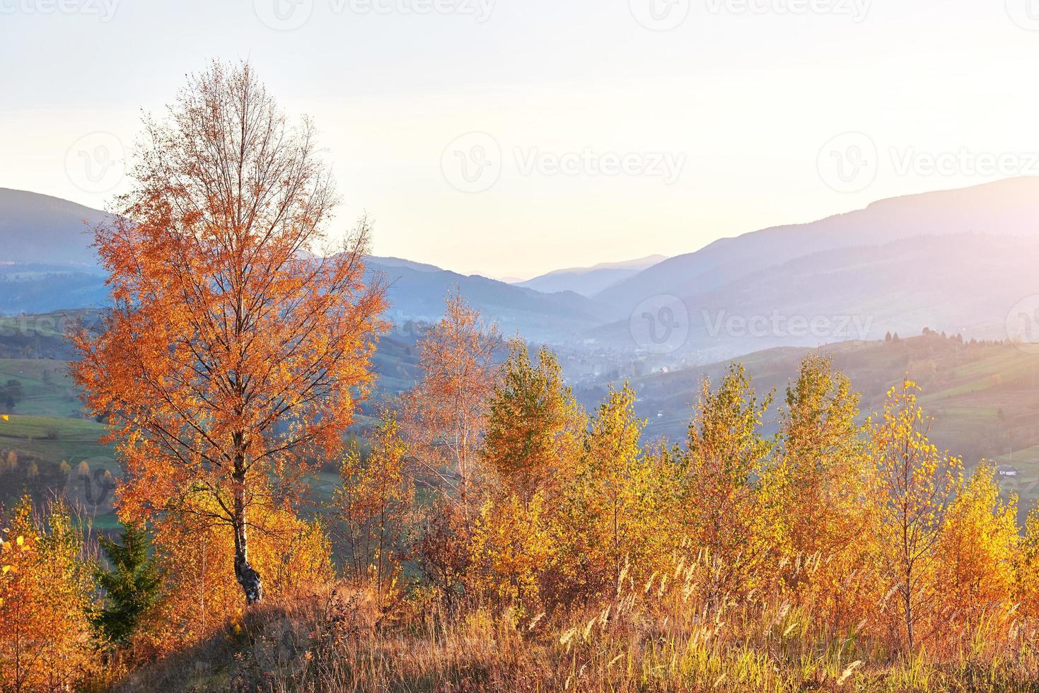 bosque de abedules en la tarde soleada durante la temporada de otoño. paisaje de otoño Ucrania. foto