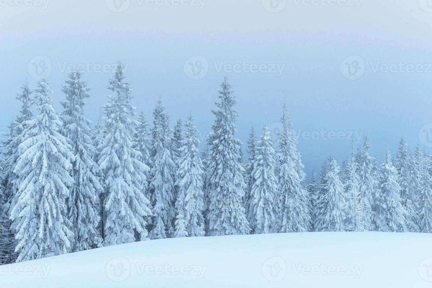 Frozen winter forest in the fog. Pine tree in nature covered with fresh snow Carpathian, Ukraine photo