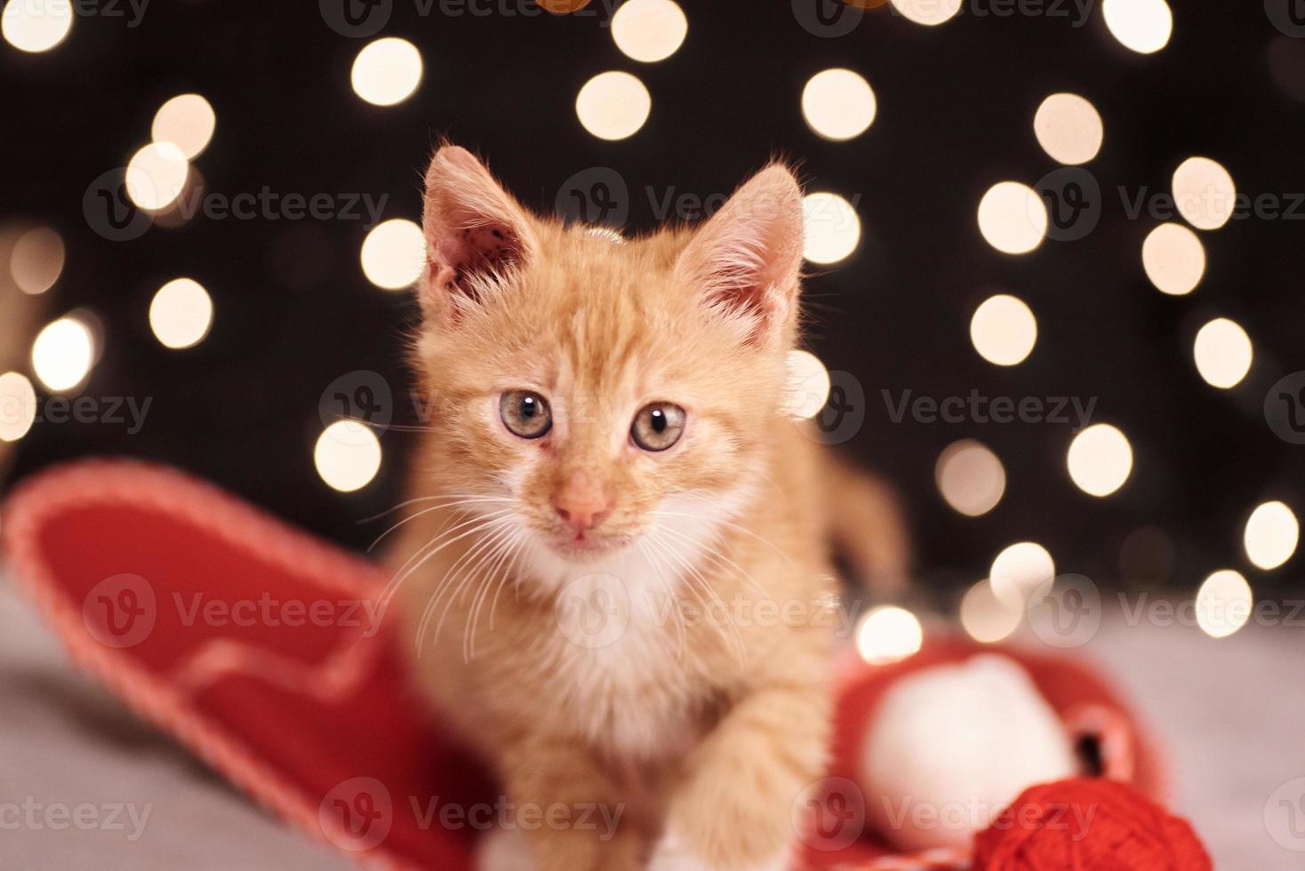 Christmas picture with a cute ginger cat of colorful lights on the background photo