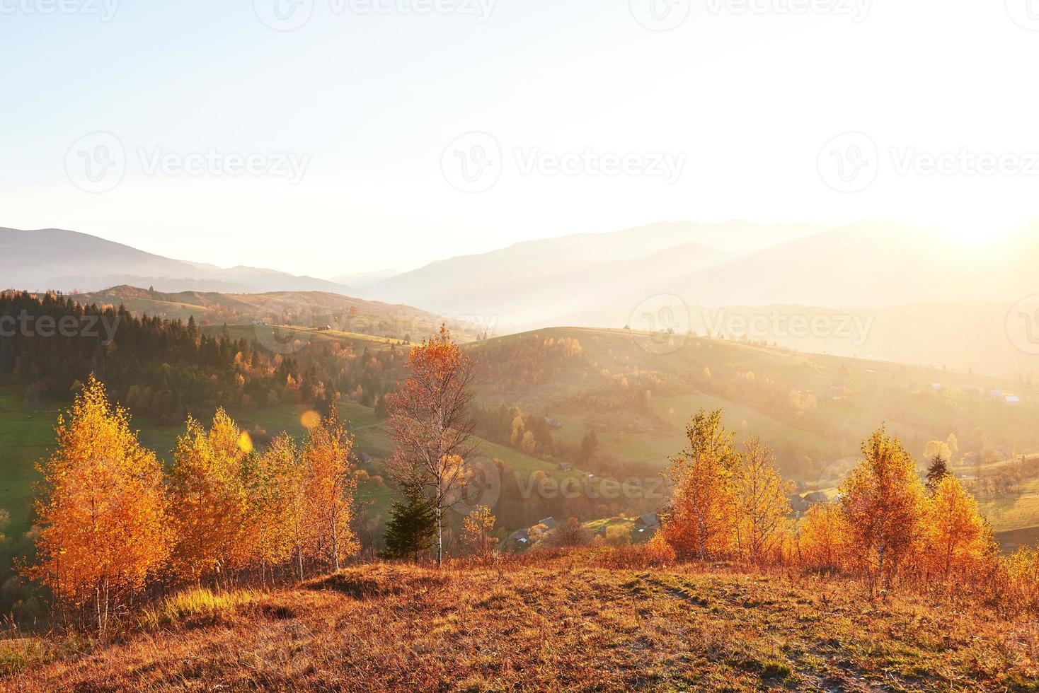 birch forest in sunny afternoon while autumn season. Autumn Landscape. Ukraine. photo