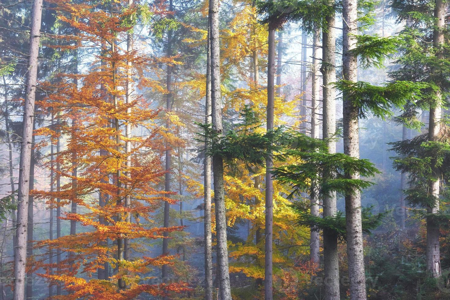 Beautiful morning in the misty autumn forest with majestic colored trees photo