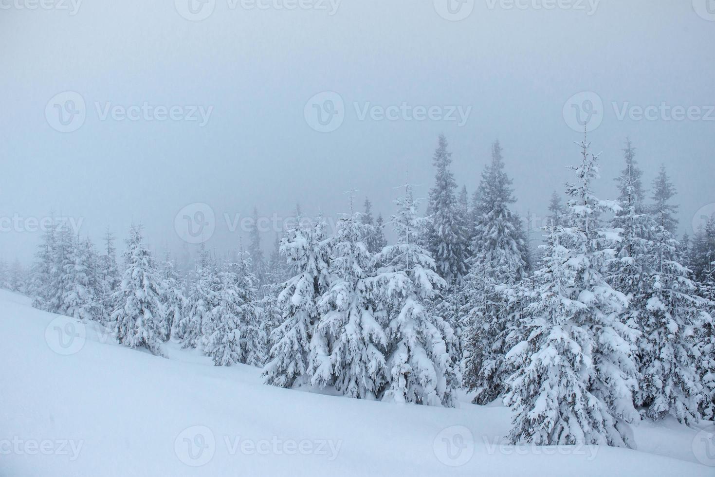 Frozen winter forest in the fog. Pine tree in nature covered with fresh snow Carpathian, Ukraine photo