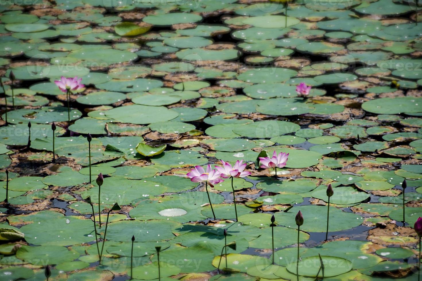 flor de loto, nelumbo nucifera, en un estanque del jardín botánico de dhaka foto