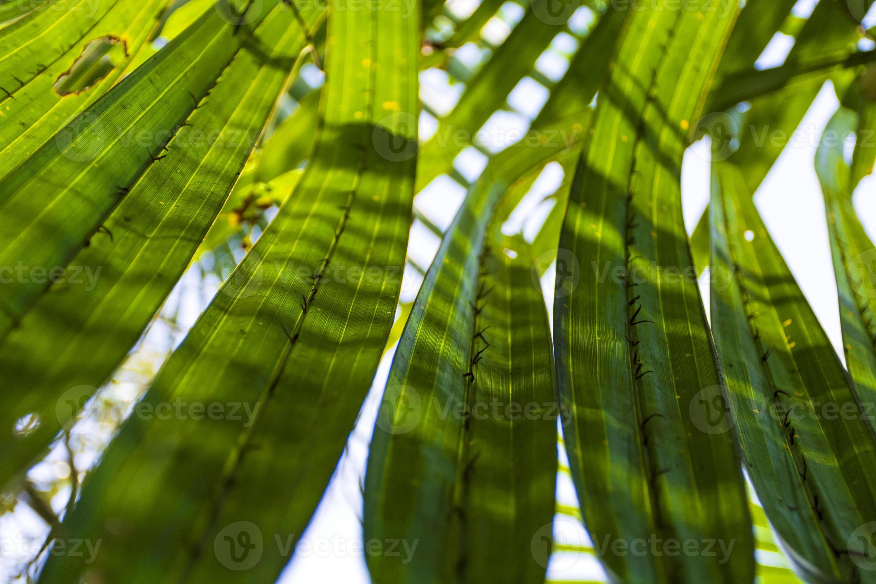 hojas de palma verde de gol pata, nypa fruticans en bangladesh sundarbans con patrones de luz solar y sombras que pasan foto