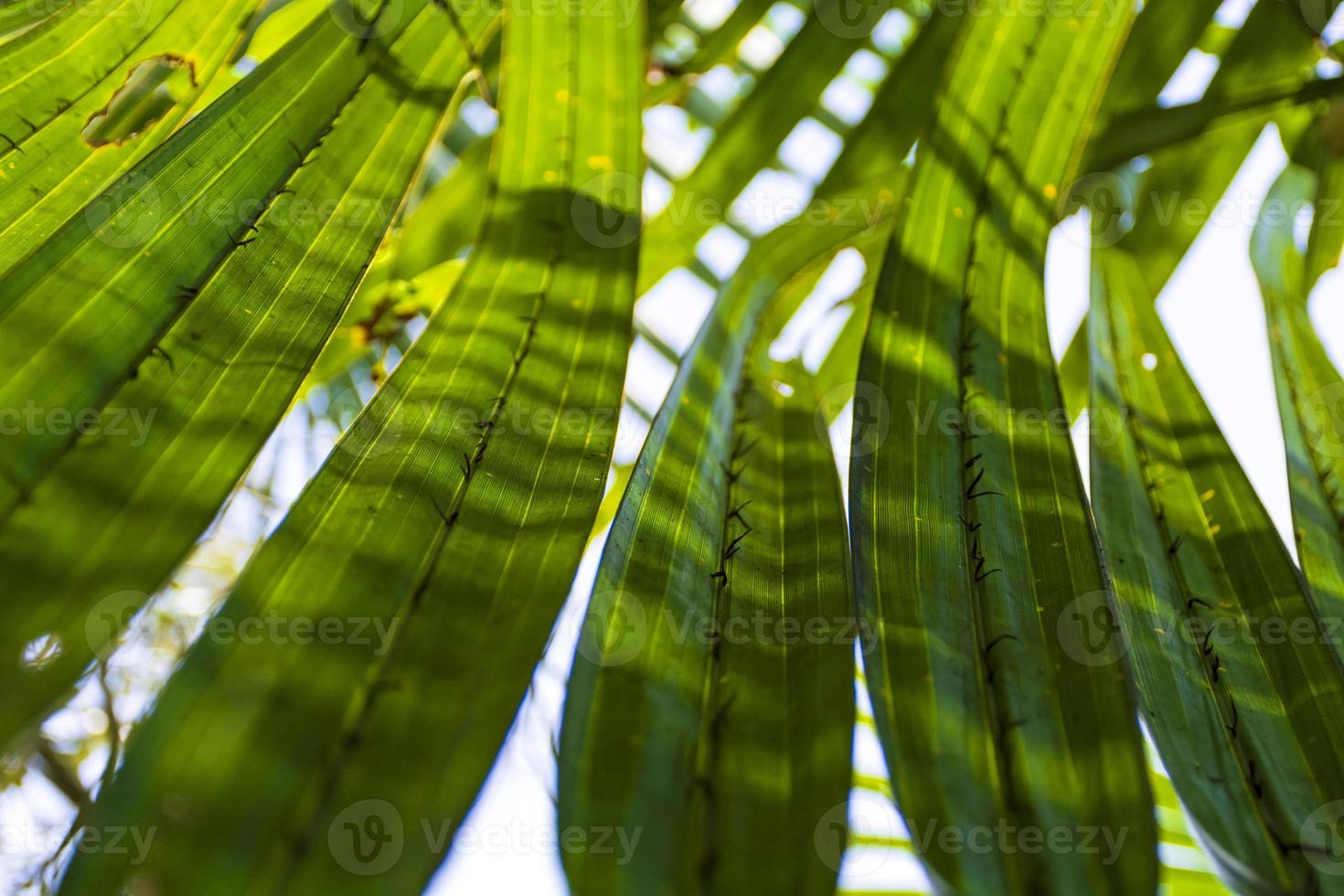 Green Palm Leaves of Gol Pata, Nypa fruticans in Bangladesh Sundarbans with Patterns of Sunlight and Shadows passing through photo