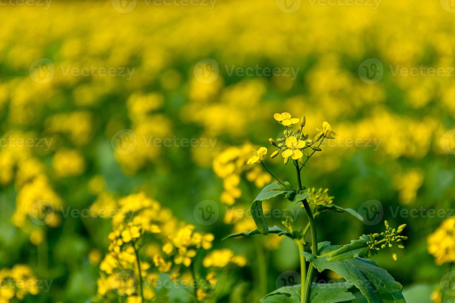 flor de mostaza amarilla, campo de brassica con un solo capullo de flor en foco foto