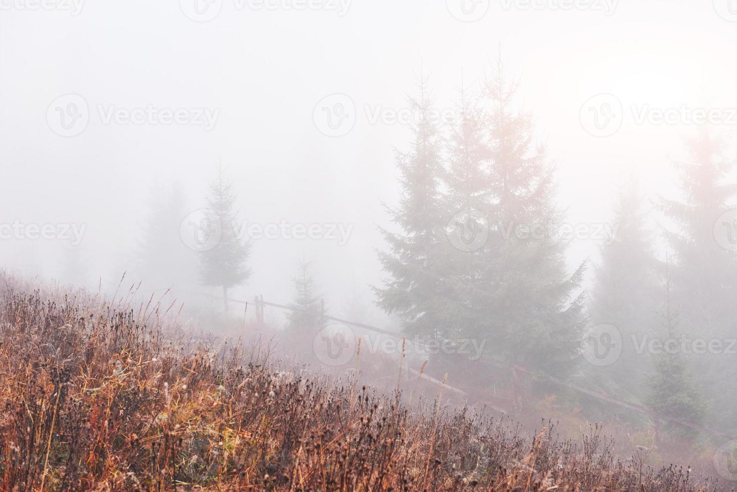 la niebla matutina se arrastra con restos sobre el bosque montañoso otoñal cubierto de hojas doradas foto