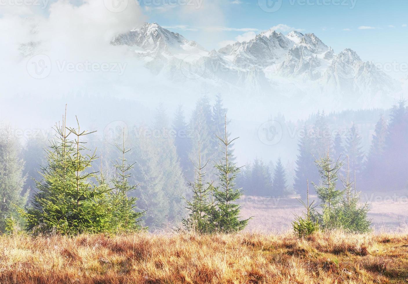 Morning fog creeps with scraps over autumn mountain forest covered in gold leaves. Snowy peaks of majestic mountains in the background photo