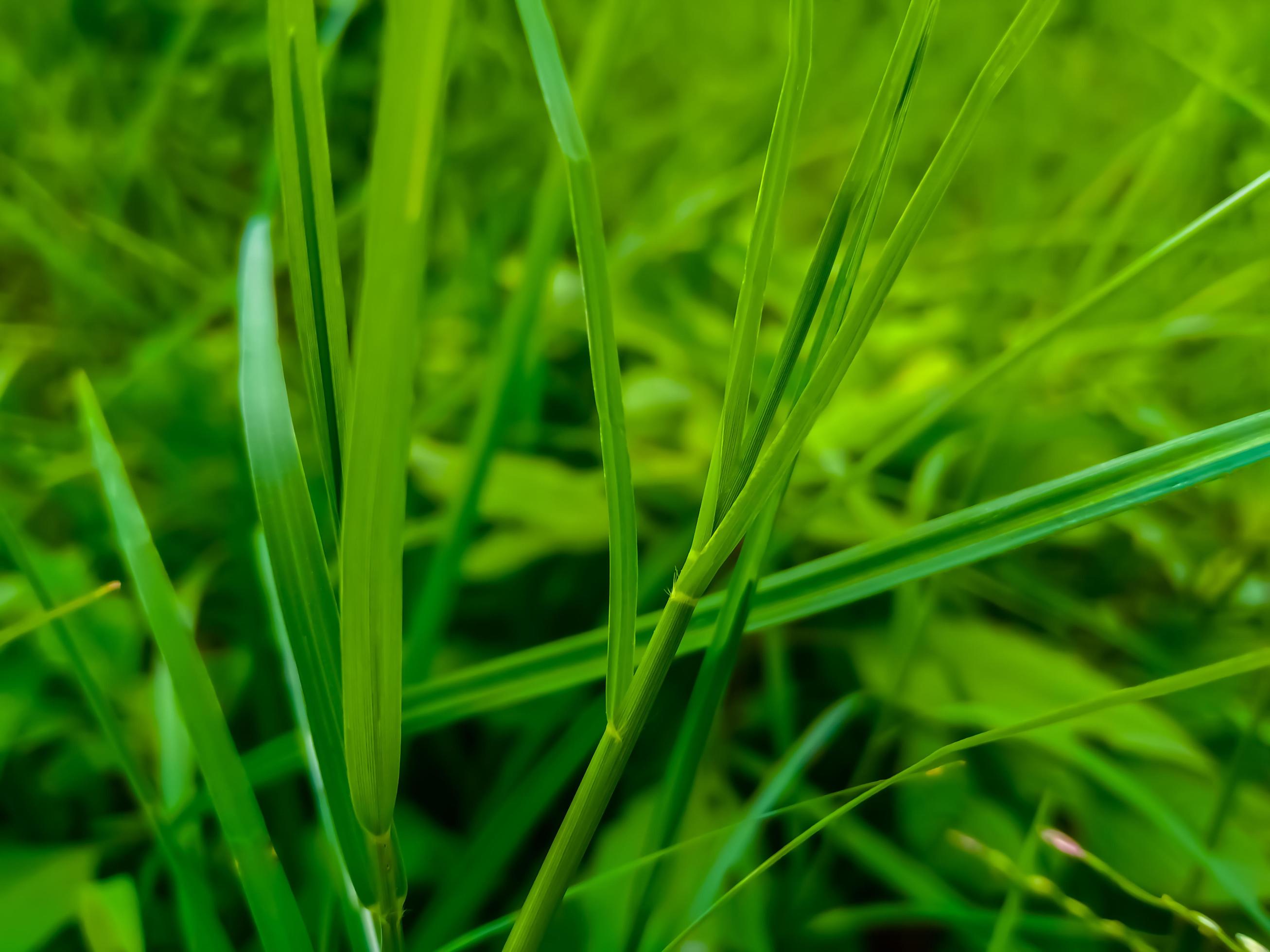 hierba verde en un campo foto