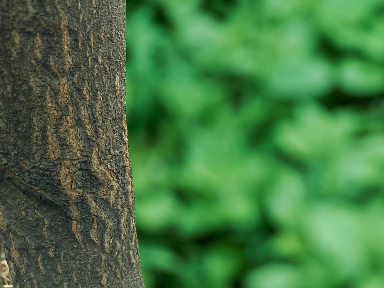 Green background in site the tree photo